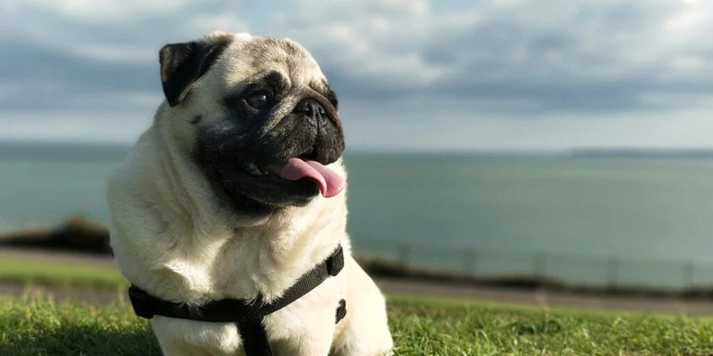cuanto dura un pug