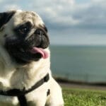 cuanto-dura-un-pug