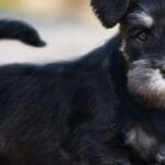 cuanto-dura-un-schnauzer-miniatura