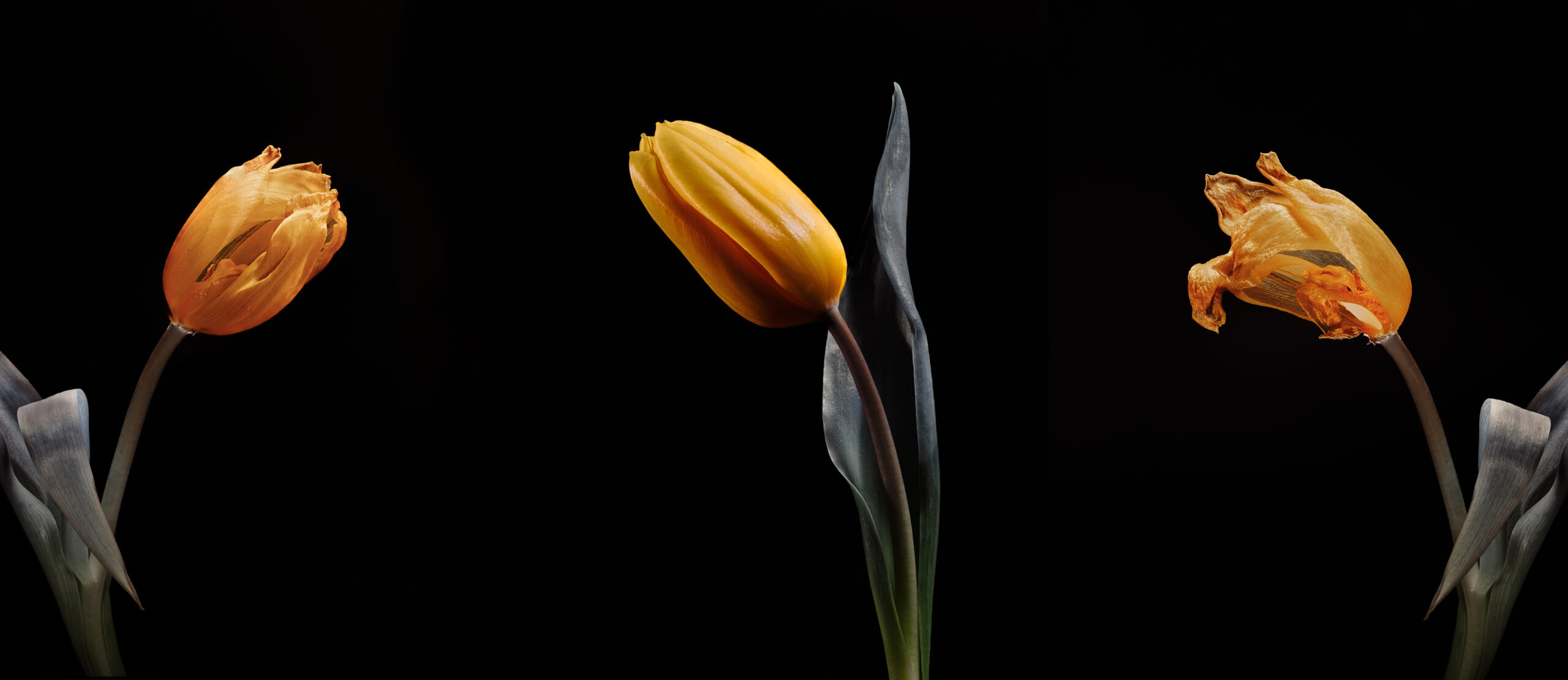 cuanto dura un tulipan scaled