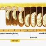 ¿Cuánto dura una abeja? cuanto-dura-una-abeja