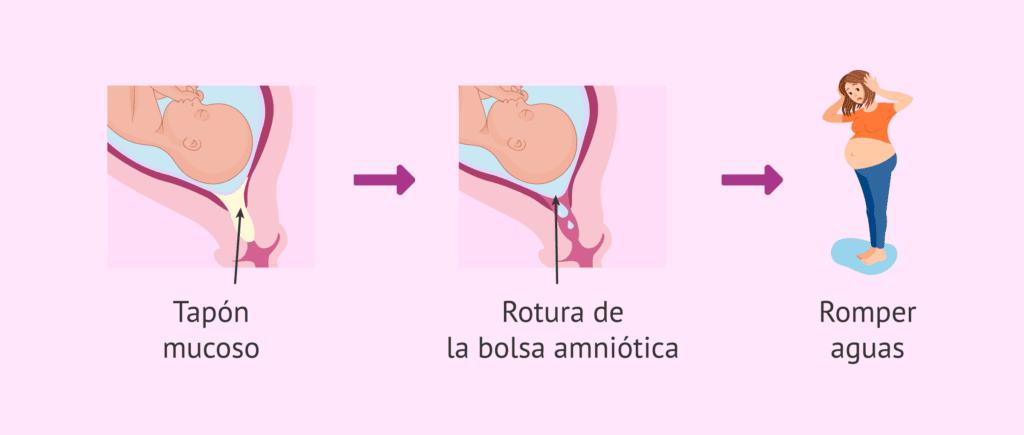 cuanto dura una borrega embarazada