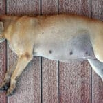 cuanto-dura-una-chihuahua-embarazada