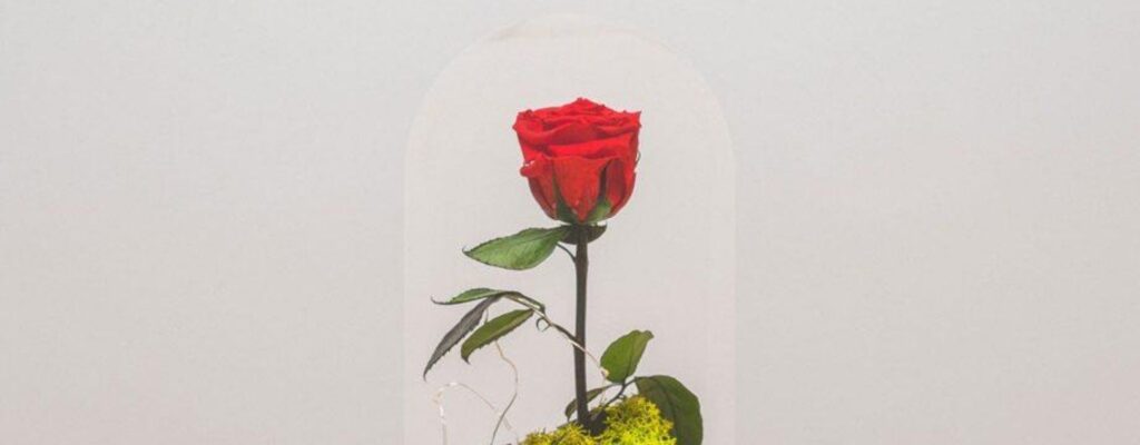 ¿Cuánto dura una rosa? 2 cuanto dura una rosa