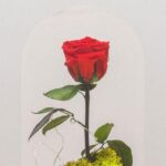 cuanto-dura-una-rosa