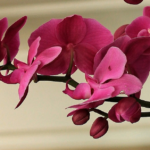 cuanto-duran-las-orquideas