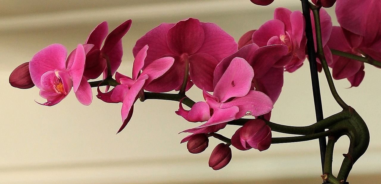 cuanto duran las orquideas