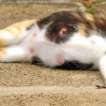 cuanto-duran-los-gatos-embarazados