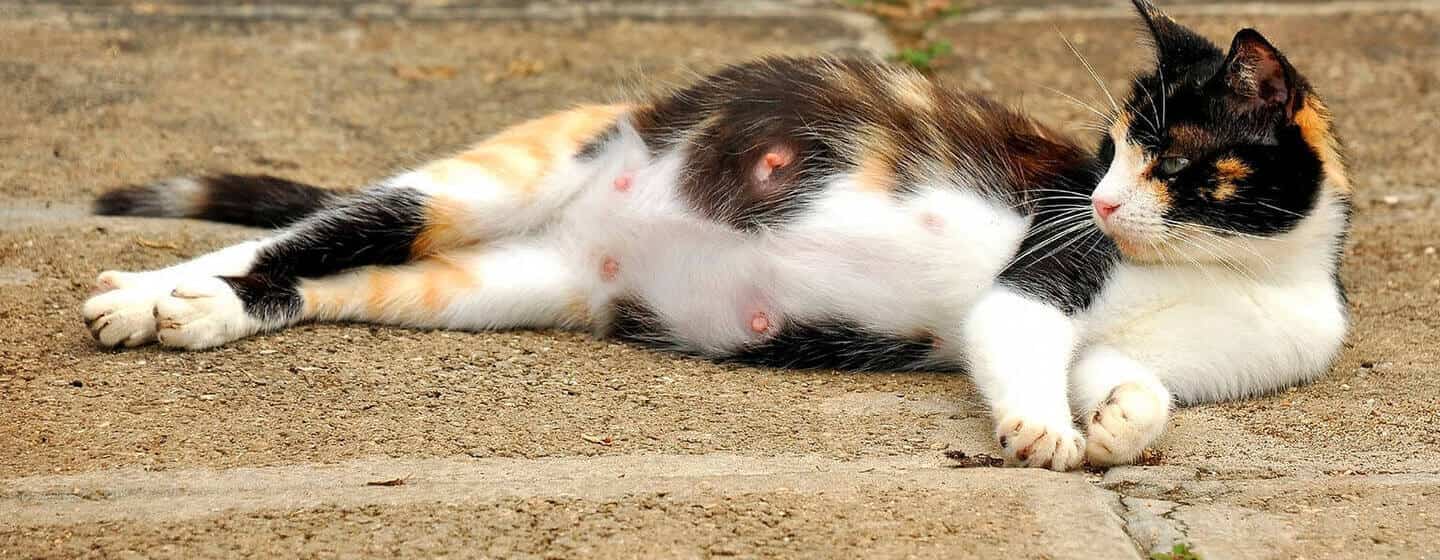 cuanto duran los gatos embarazados