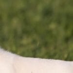 cuanto-duran-los-perros-chihuahua