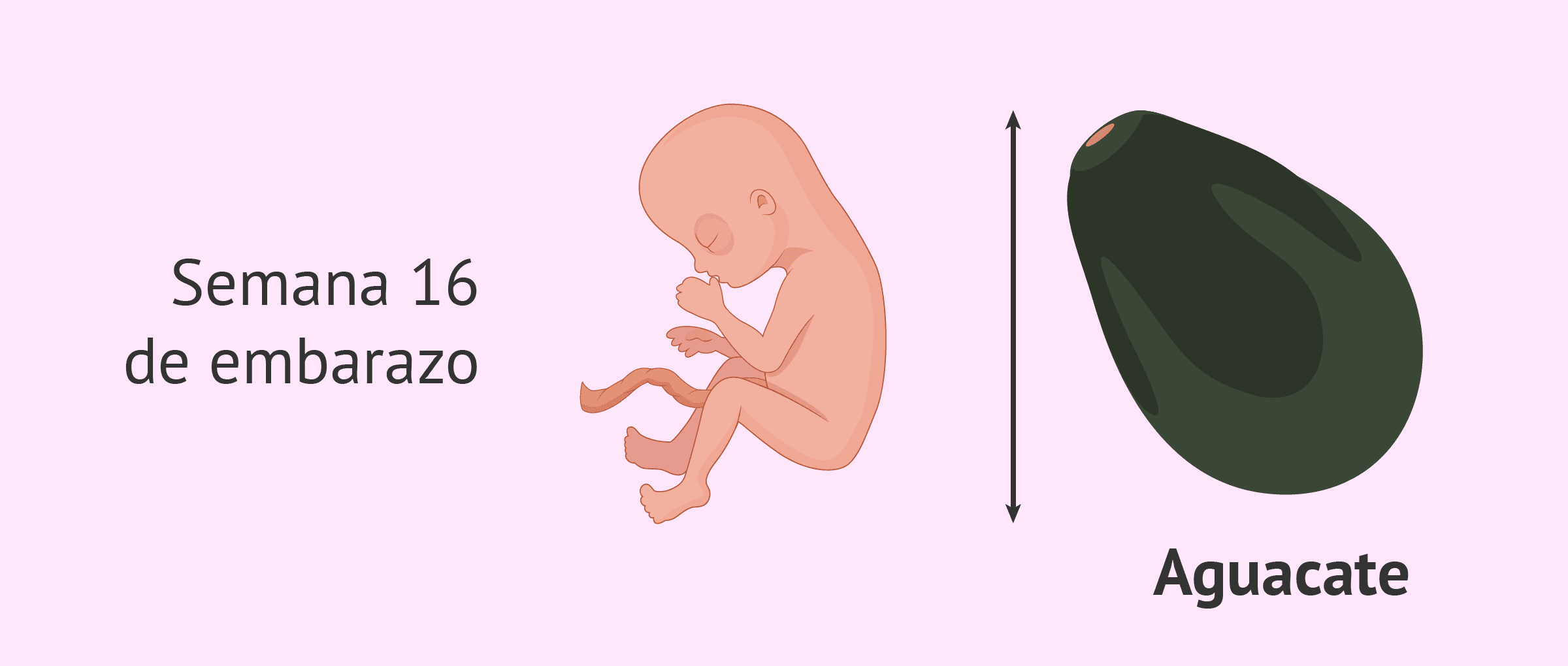cuanto es 16 meses