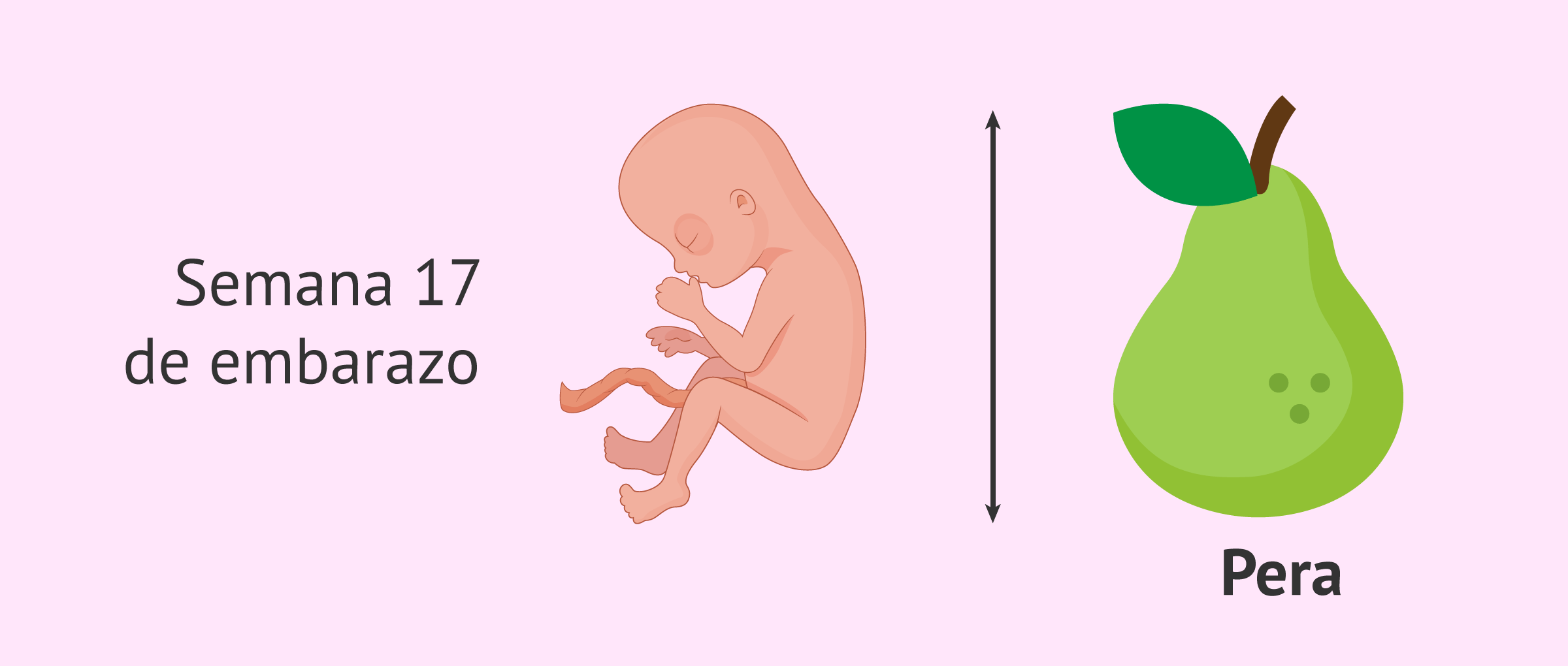 cuanto es 17 meses
