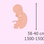 ¿Cuánto es 30 semanas? cuanto-es-30-semanas