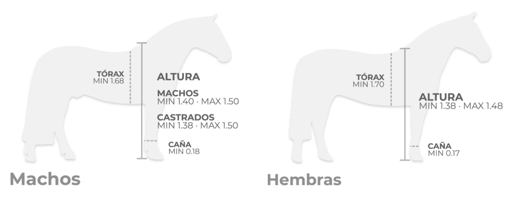 cuanto es un caballito