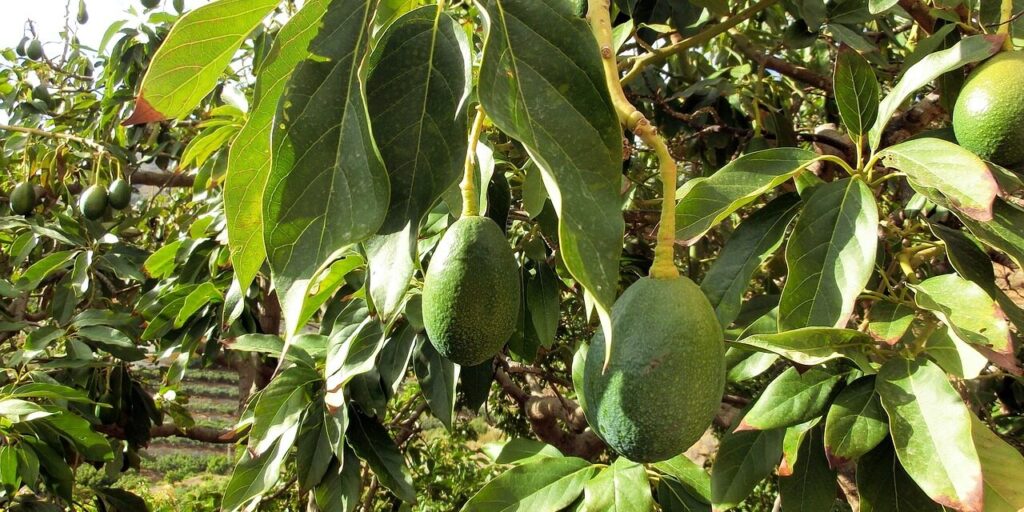¿Cuánto gana un aguacatero? 2 cuanto gana un aguacatero