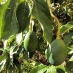 ¿Cuánto gana un aguacatero? cuanto-gana-un-aguacatero