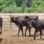 cuanto-gana-un-ganadero