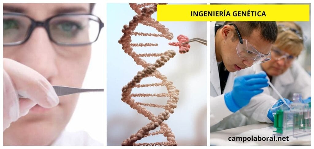 cuanto gana un ingeniero genetico