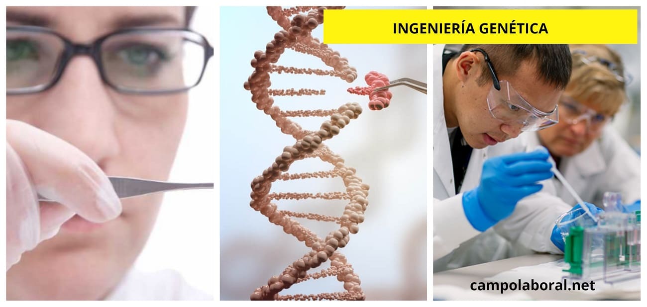 cuanto gana un ingeniero genetico