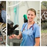 cuanto-gana-un-medico-veterinario