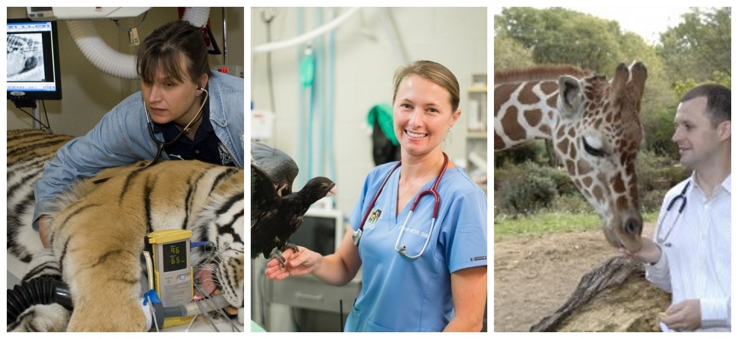 cuanto gana un medico veterinario
