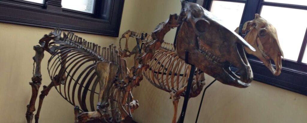 Cuánto gana un paleontólogo? 2 cuanto gana un paleontologo