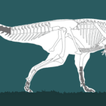 ¿Cuánto medía el carnotáuro? cuanto-media-el-carnotauro