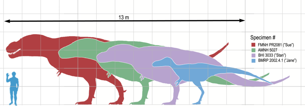 Cuánto medían los dinosaurios? 2 cuanto median los dinosaurios