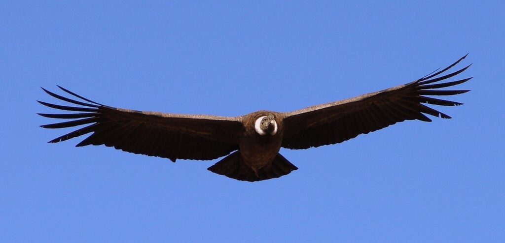 cuanto mide el aguila real
