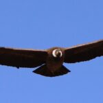 ¿Cuánto mide el águila real? cuanto-mide-el-aguila-real