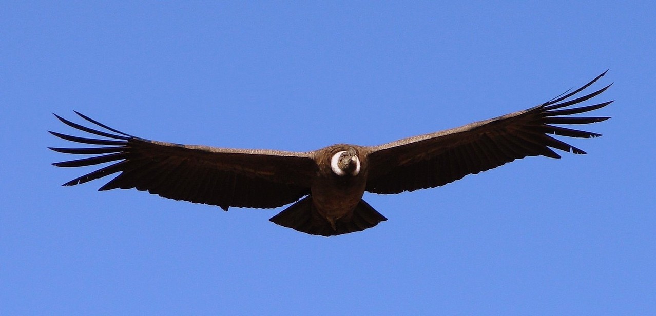 cuanto mide el aguila real