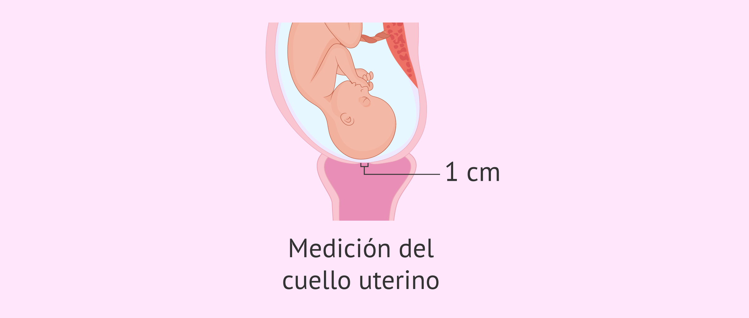 cuanto mide el