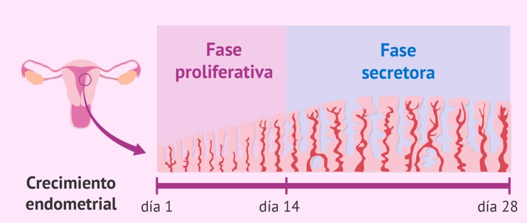 cuanto mide el endometrio normal