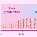 cuanto-mide-el-endometrio-normal