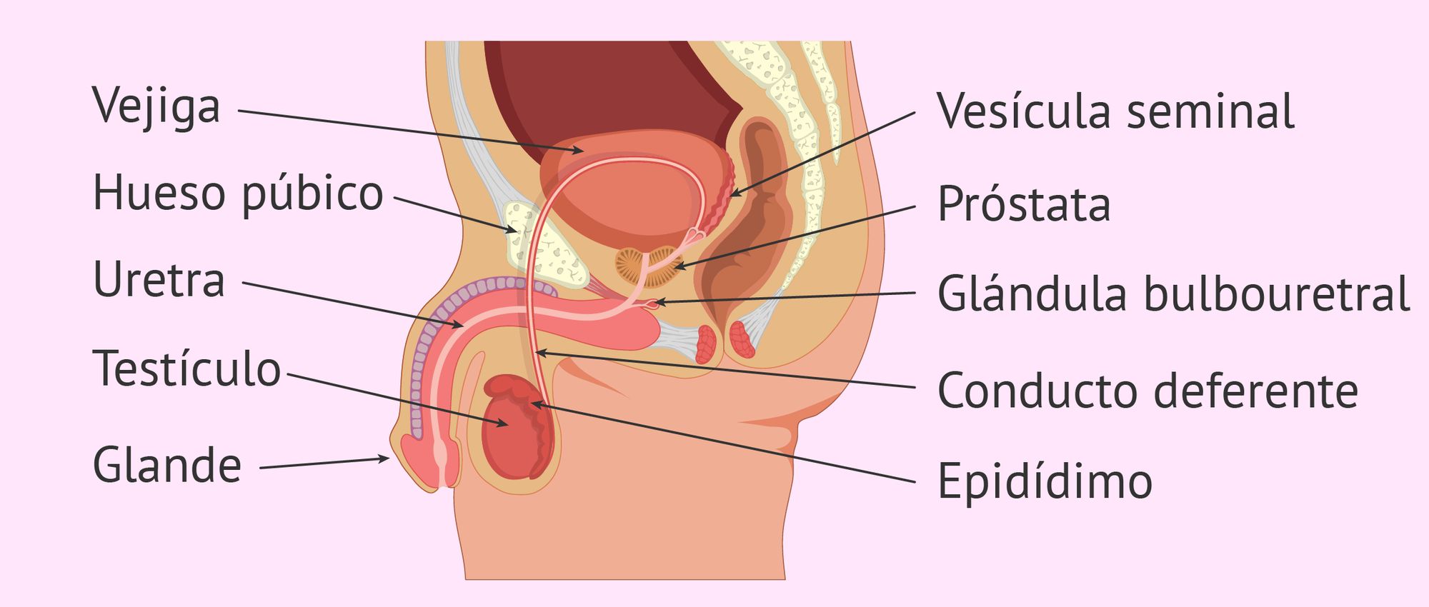 cuanto mide el epididimo