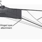 cuanto-mide-el-lobo-estepario