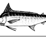 cuanto-mide-el-pez-espada