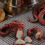 cuanto-mide-el-pulpo-pigmeo