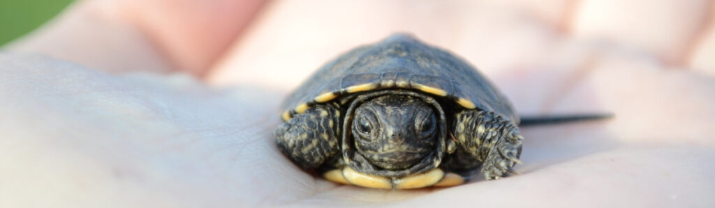 cuanto mide la tortuga