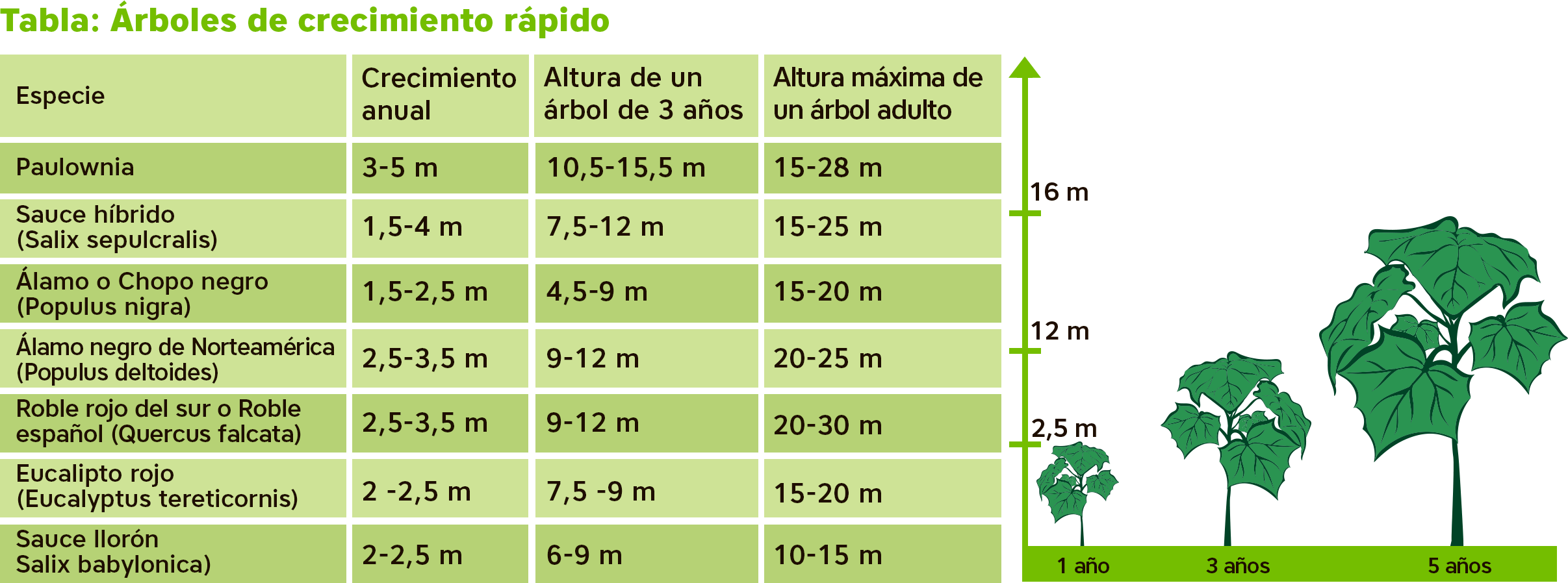 cuanto mide un arbol promedio
