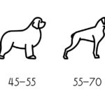 cuanto-mide-un-bull-terrier