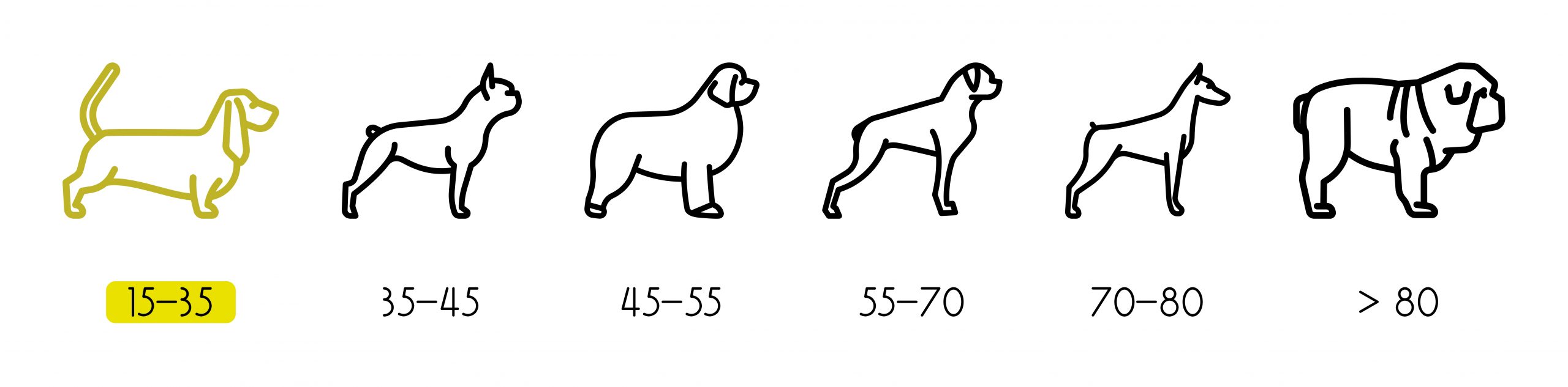 cuanto mide un bull terrier