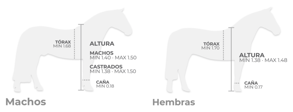 cuanto mide un caballo