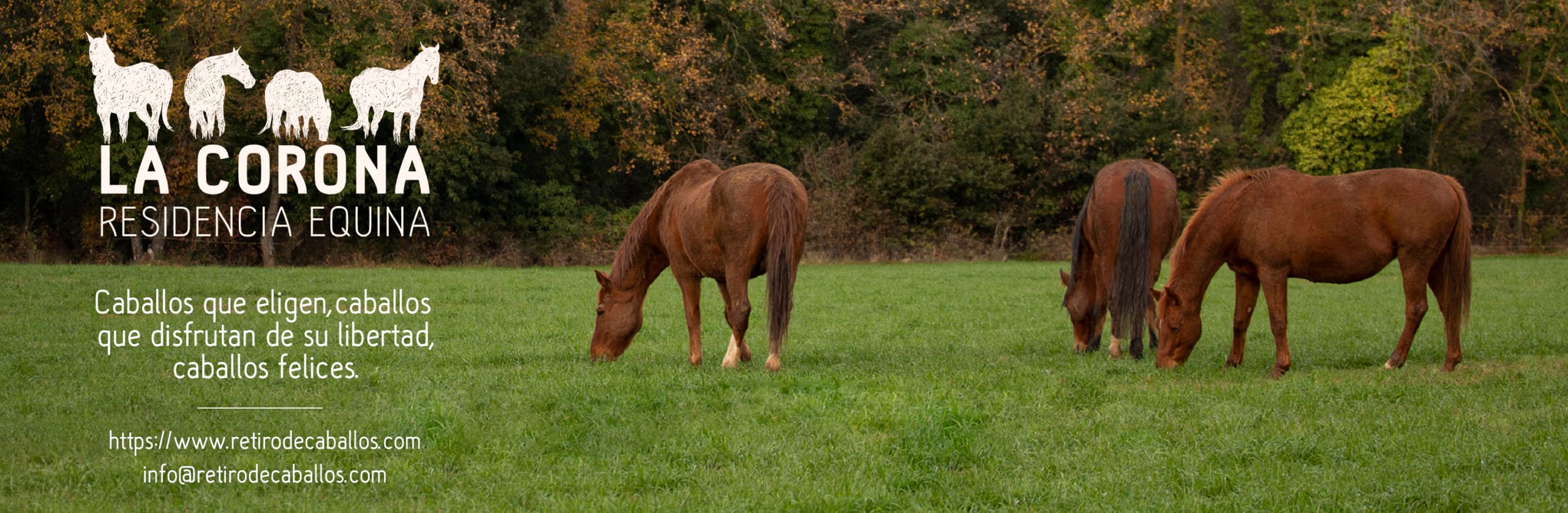 cuanto mide un caballo adulto