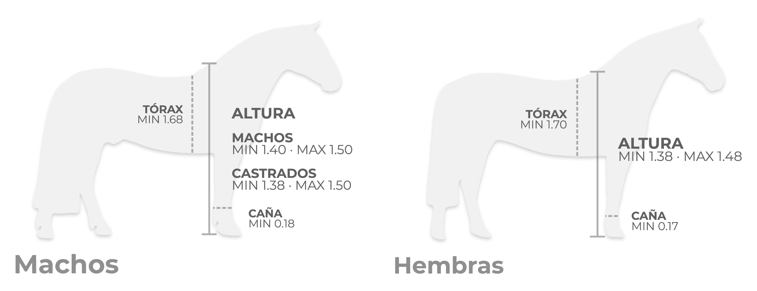 Blog 10 cuanto mide un caballo
