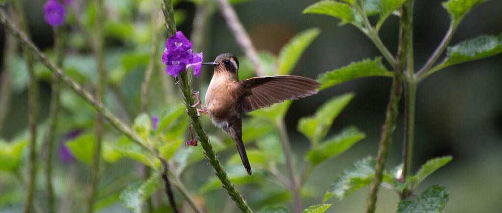 cuanto mide un colibri
