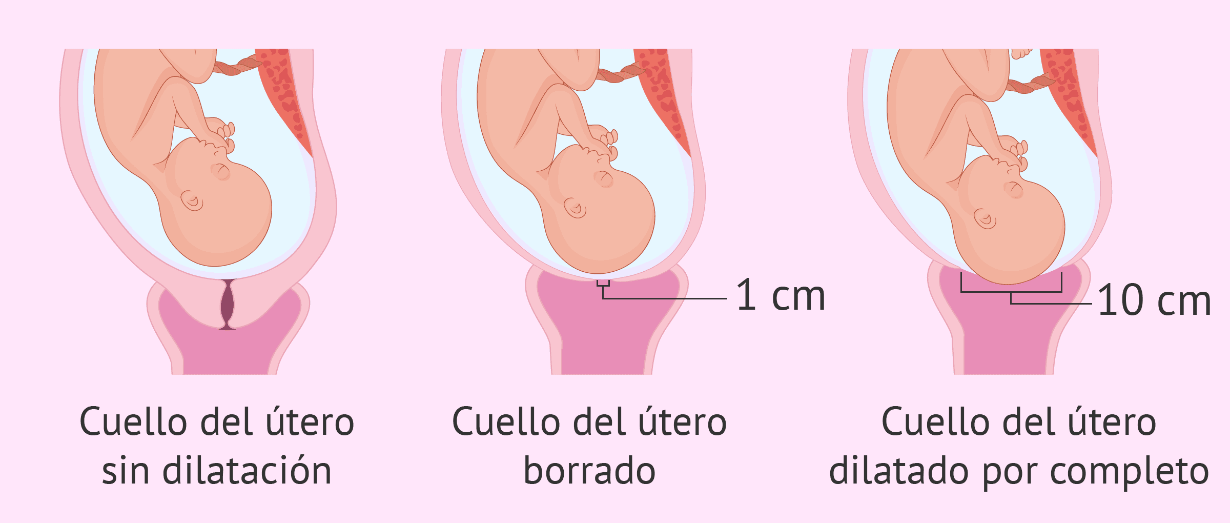 cuanto mide un cuello normal