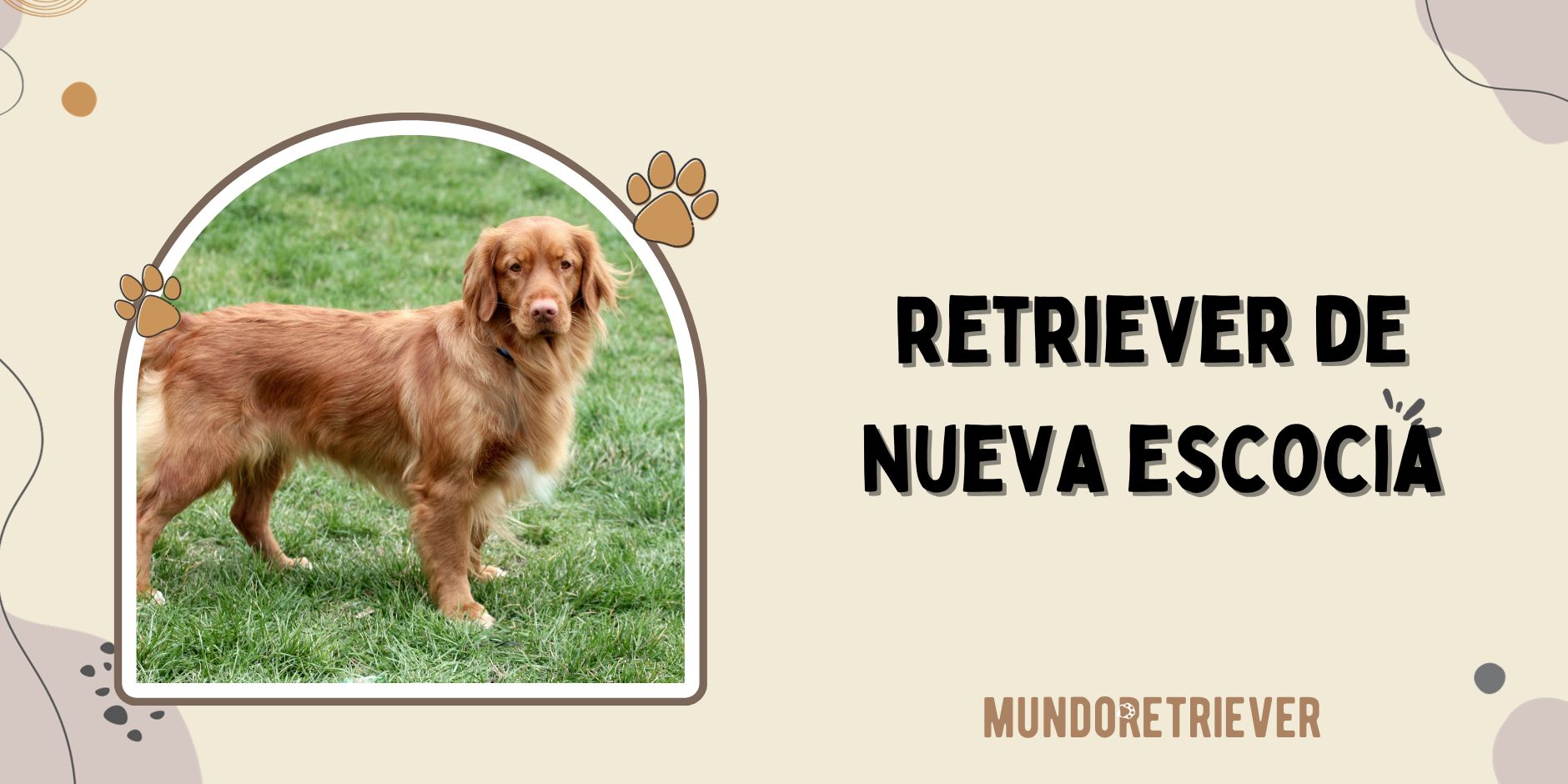 cuanto mide un golden retriever