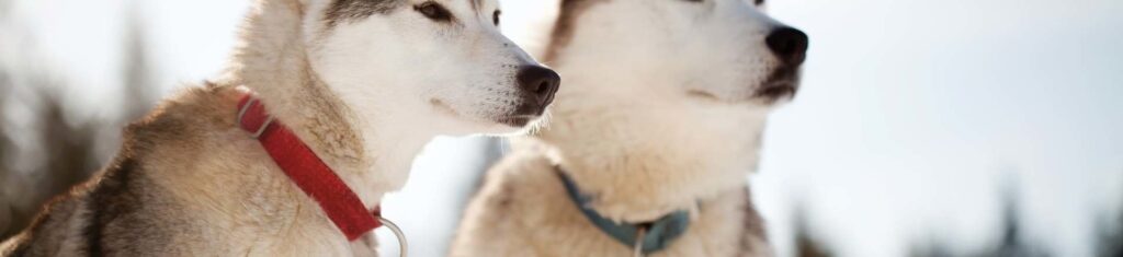 ¿Cuánto mide un husky adulto? 2 cuanto mide un husky adulto