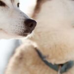 cuanto-mide-un-husky-adulto